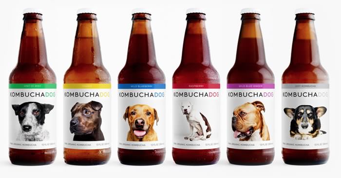 kombucha dog